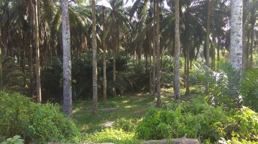Senai Zoning Industrial Land for Sales
