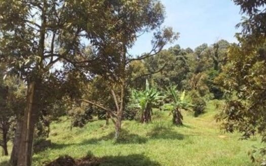 Pontian Agriculture Land For Sale 5