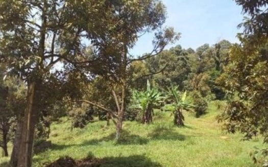 Pontian Agriculture Land For Sale