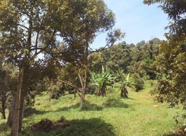 Pontian Agriculture Land For Sale